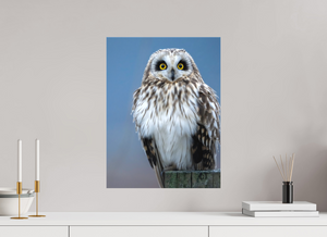 Intensity, Short-eared Owl