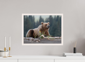 Bears and Blooms, Alaskan Coastal Brown Bear
