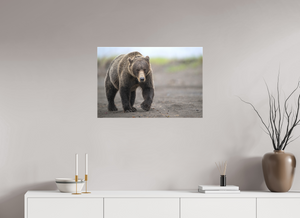 Intimidation, Alaskan Coastal Brown Bear