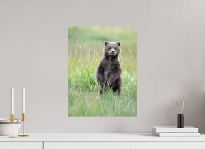 Innocence, Alaskan Coastal Brown Bear Cub