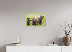Maternal Instinct, Alaskan Coastal Brown Bear