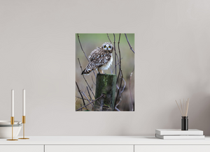 Butcher Block, Short Eared Owl