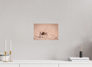 Army of One, African Armored Cricket