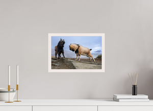 Billy Goat's Gruff, New Zealand